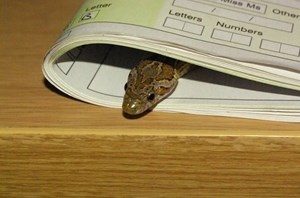 how to find a lost snake in the house