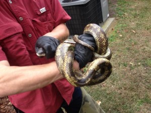 Snake Removal & Serpent Control Franklin, Brentwood TN, Bellevue, Green Hills